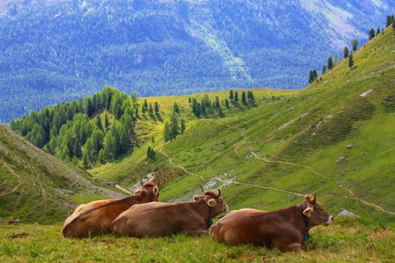cows, cattle, swiss alps-1743240.jpg